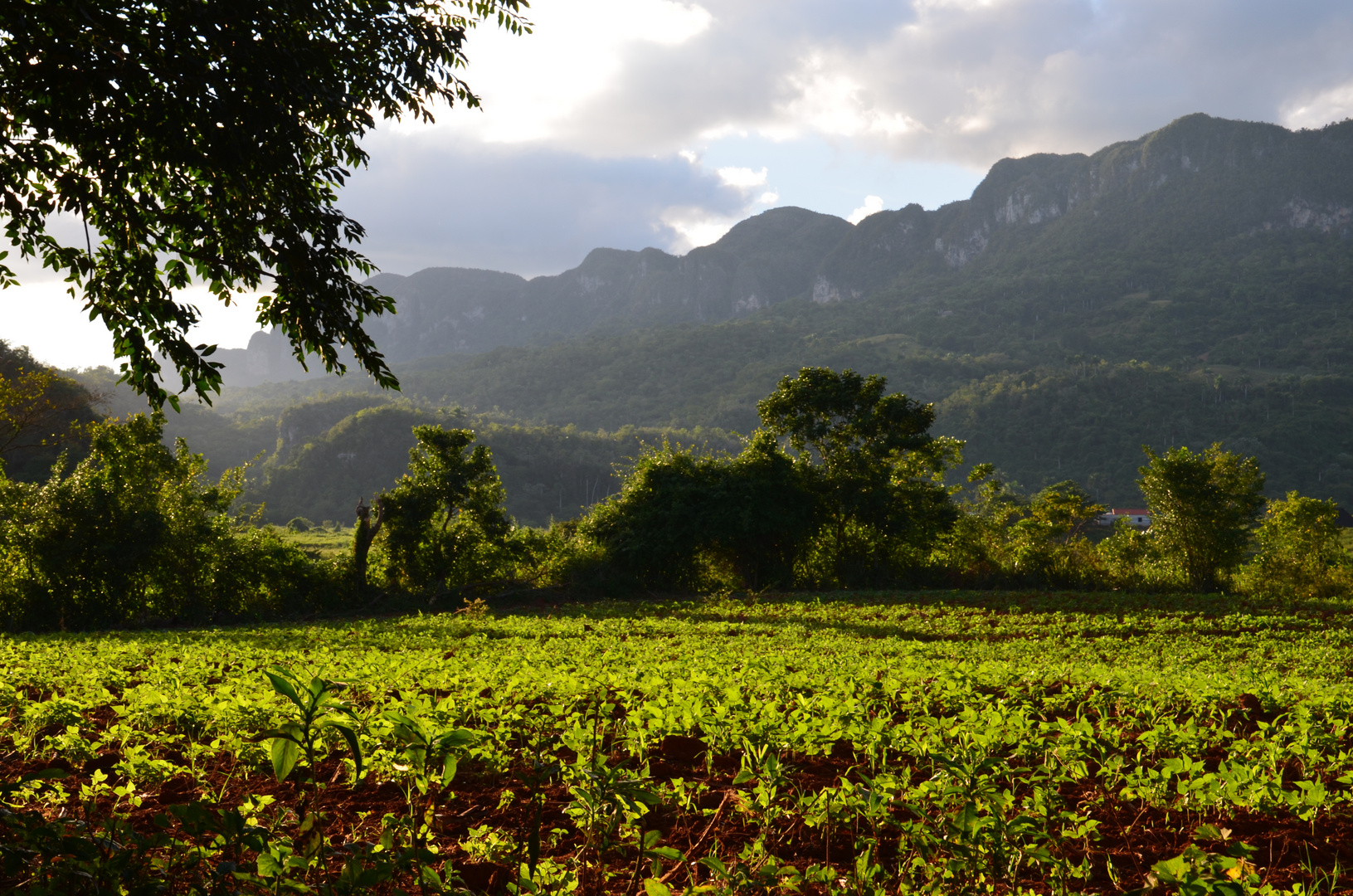 Cuba - Tal bei Vinales (November 2014)