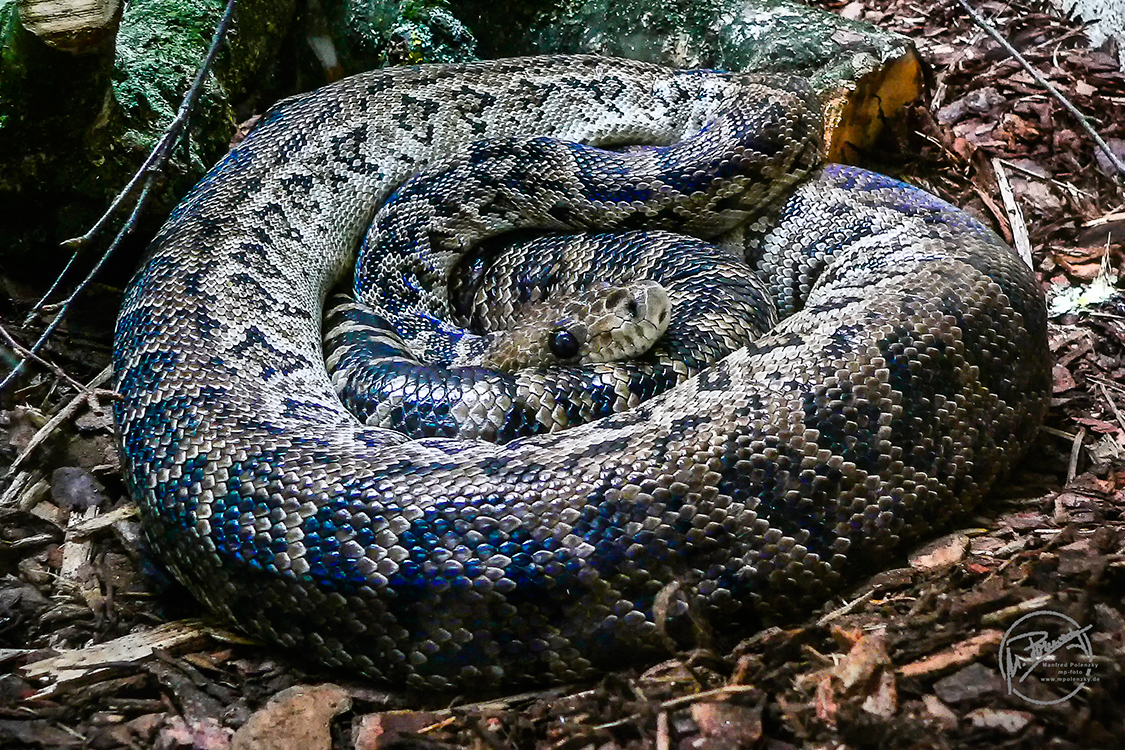 Cuban boa in Wartestellung