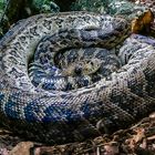 Cuban boa in Wartestellung