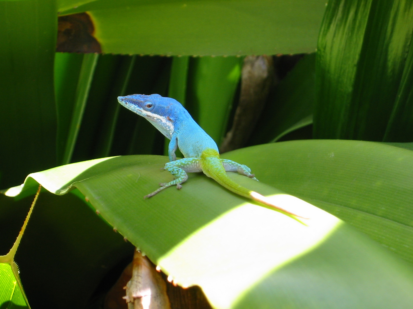 Cuban Gekko