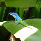 Cuban Gekko