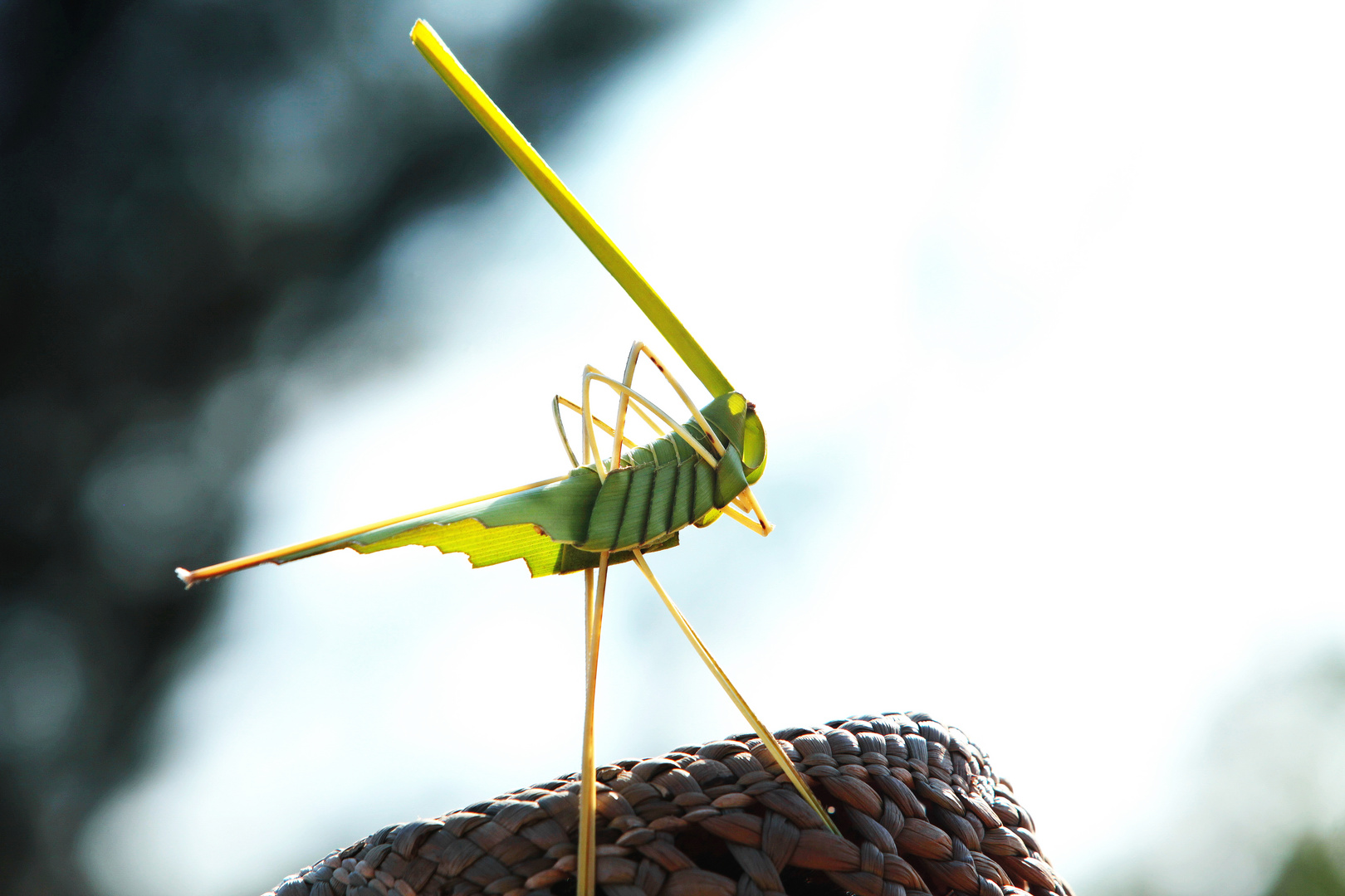 Cuban Grasshopper