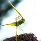 Cuban Grasshopper