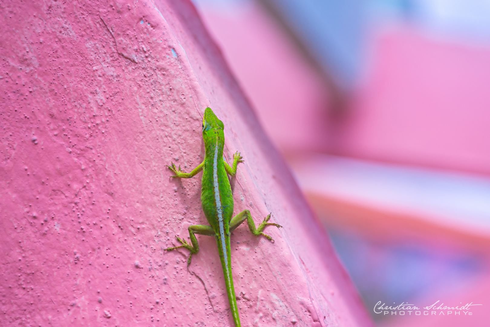 CUBAN GREEN ANOLE (Anolis porcatus)