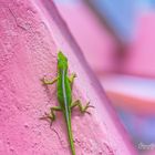 CUBAN GREEN ANOLE (Anolis porcatus)