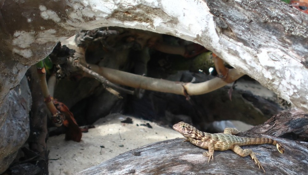 Cuban Lizard