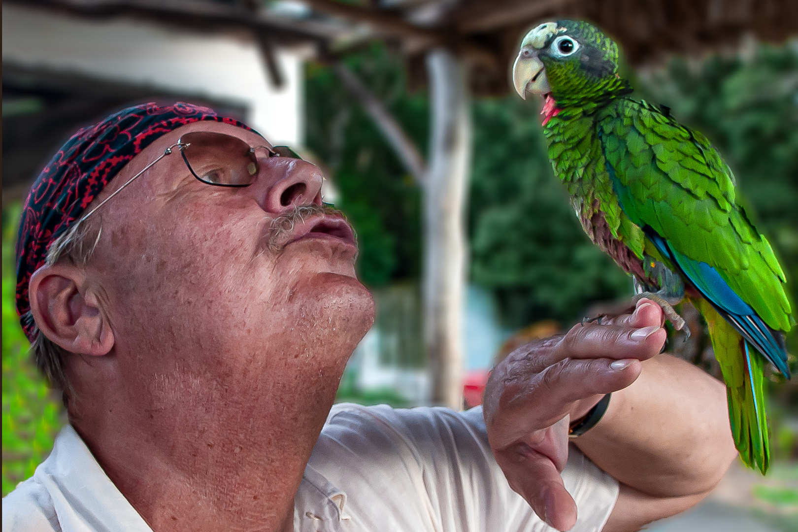 Cuban parrot on my hand