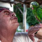 Cuban parrot on my hand