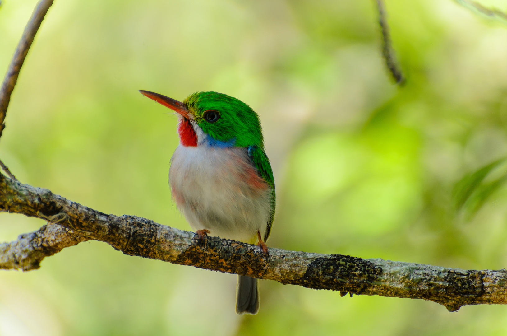 Cuban Tody (todus multicolor)