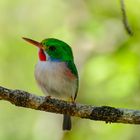 Cuban Tody (todus multicolor)