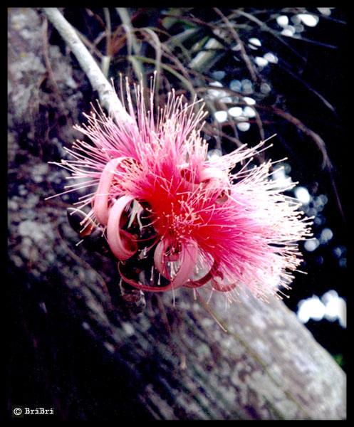 Cubanische Blume