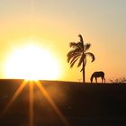 Cubanischer Sonnenuntergang