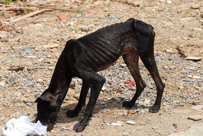 Cubas Hunde 3