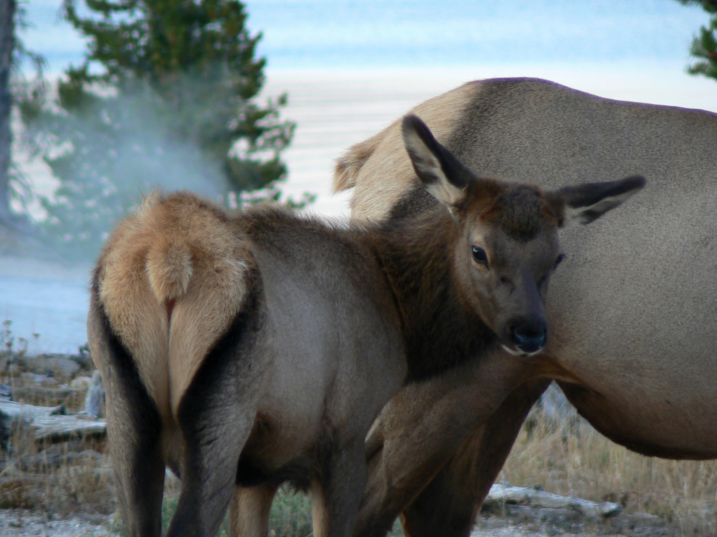 Cubby Elk