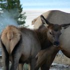 Cubby Elk