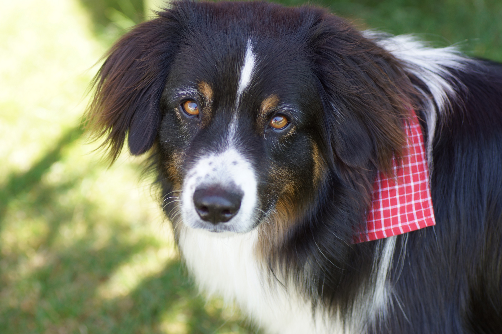 CUBE unser Australian Shepard