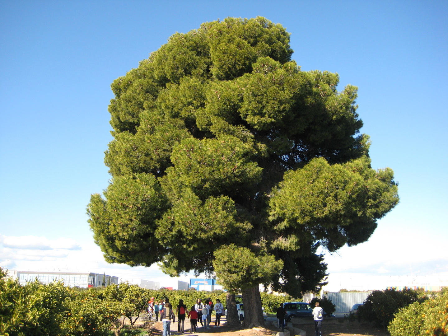 Cúbito Su-Pino