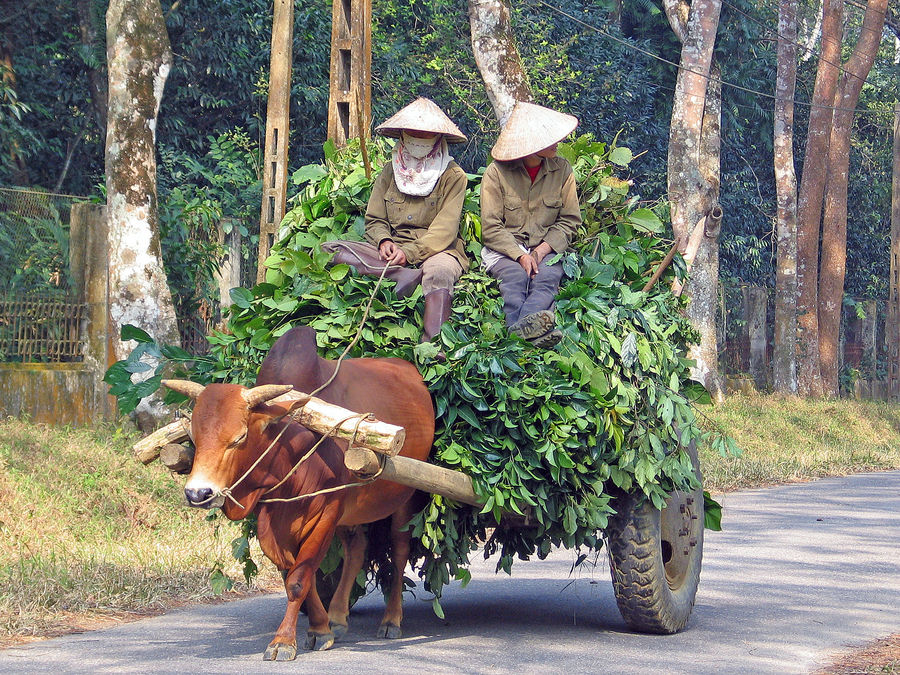 Cuc Phuong Nationalpark