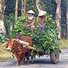 Cuc Phuong Nationalpark