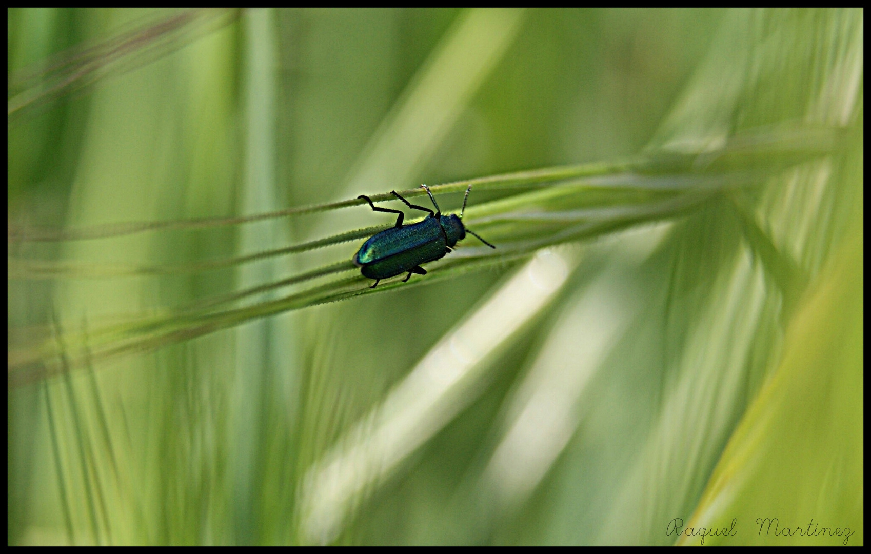 Cucaracha.