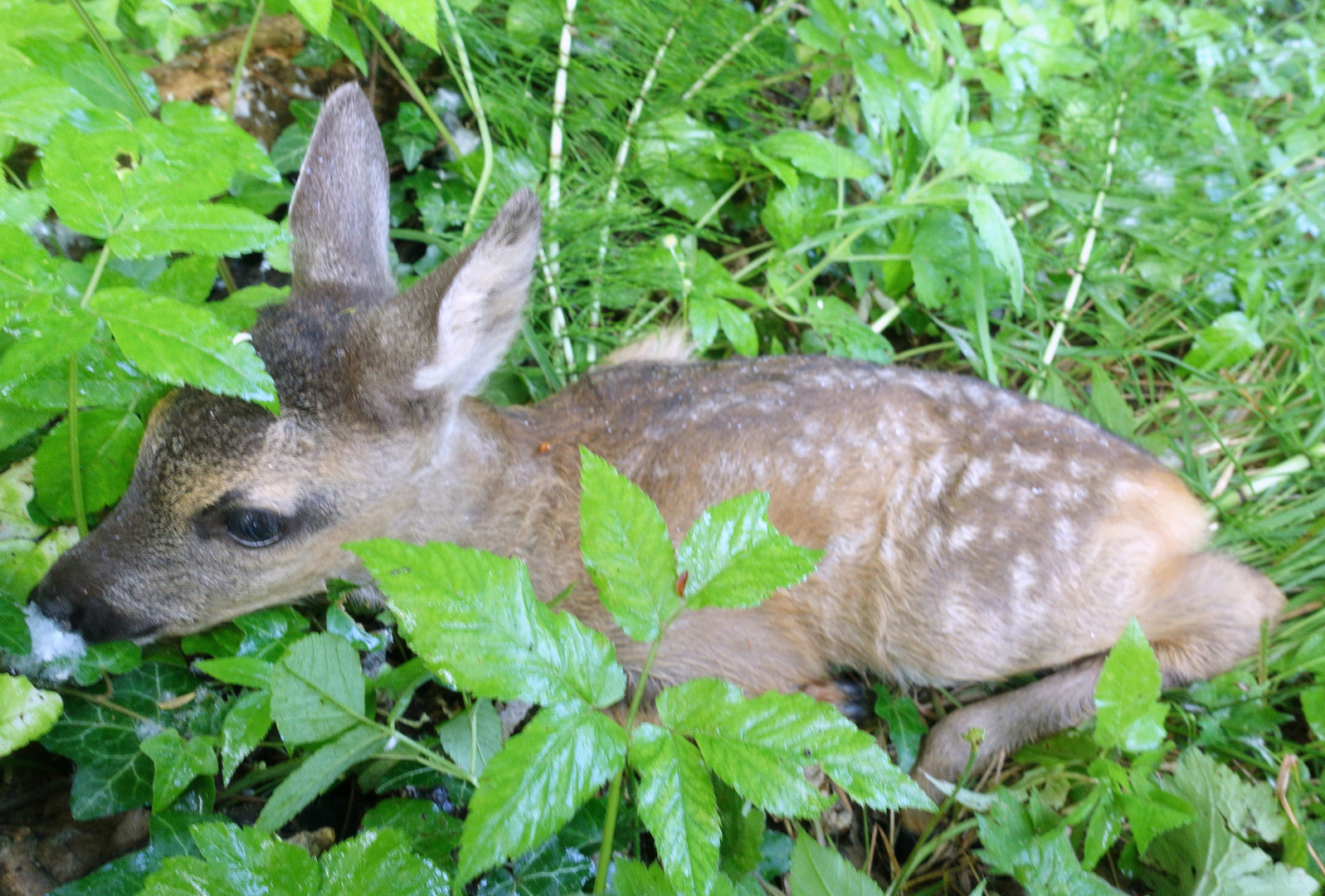 Cuccioli