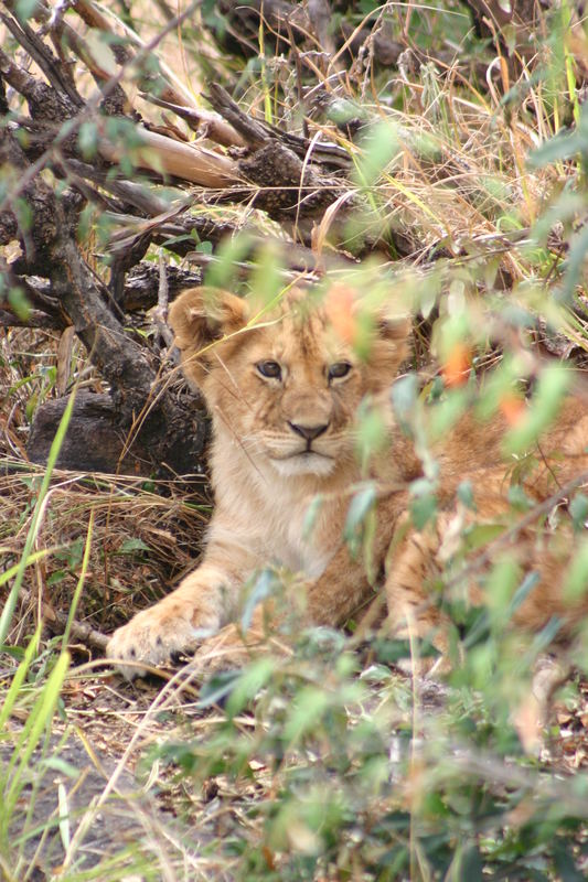 Cuccioli