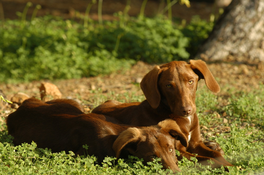 cuccioli abbandonati