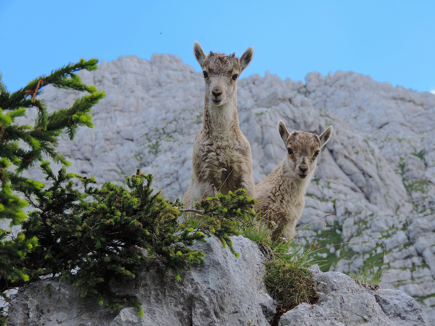 cuccioli alla ribalta