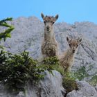 cuccioli alla ribalta