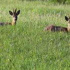 cuccioli di capriolo