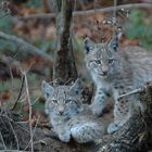 cuccioli di lince