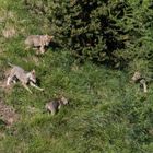 Cuccioli di lupo in libera uscita