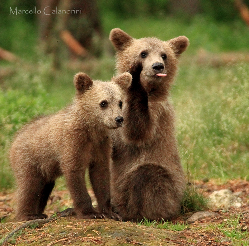 Cuccioli di orso europeo