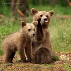 Cuccioli di orso europeo