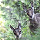 Cuccioli