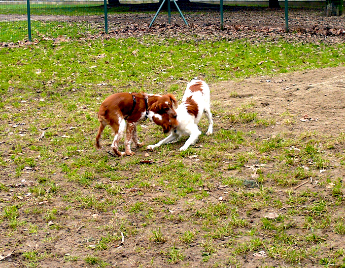 cuccioli in gioco