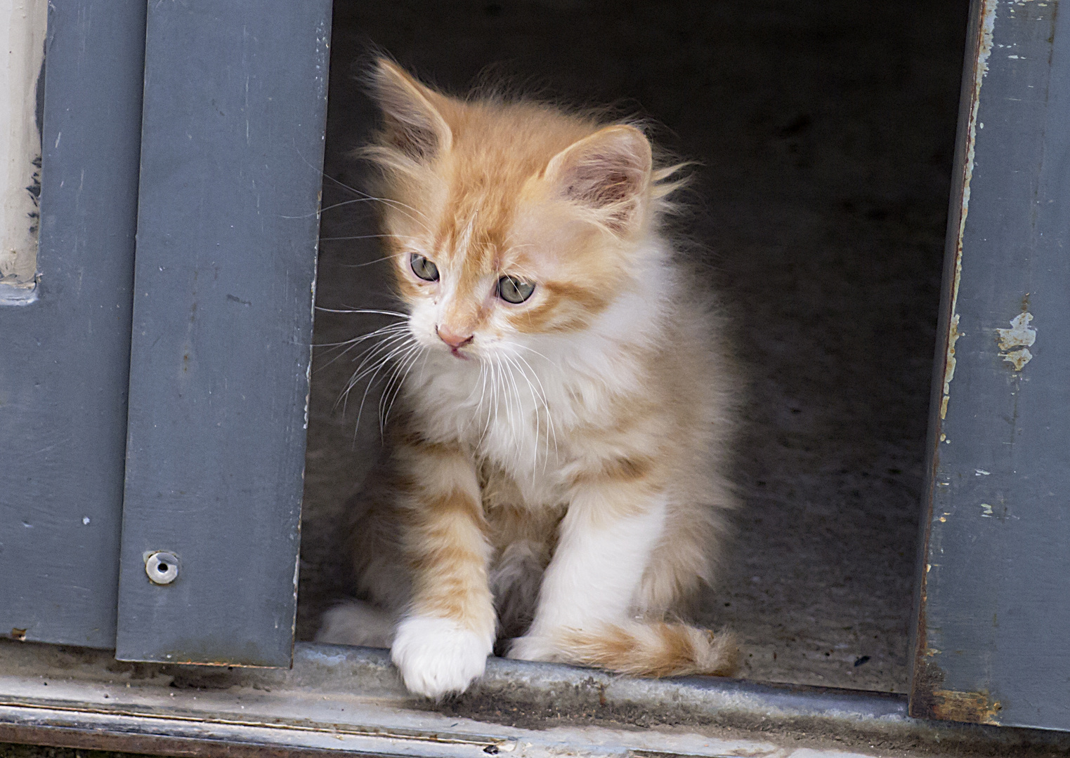 Cucciolo!!!