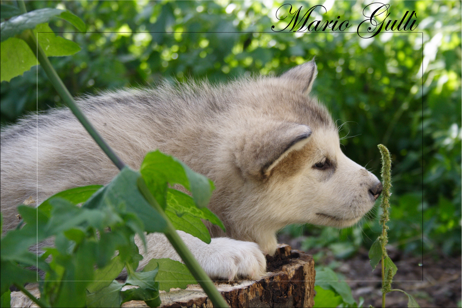 Cucciolo Alaskan Malamute