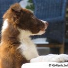 Cucciolo di Border Collie