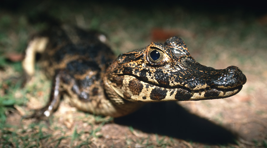 cucciolo di caimano