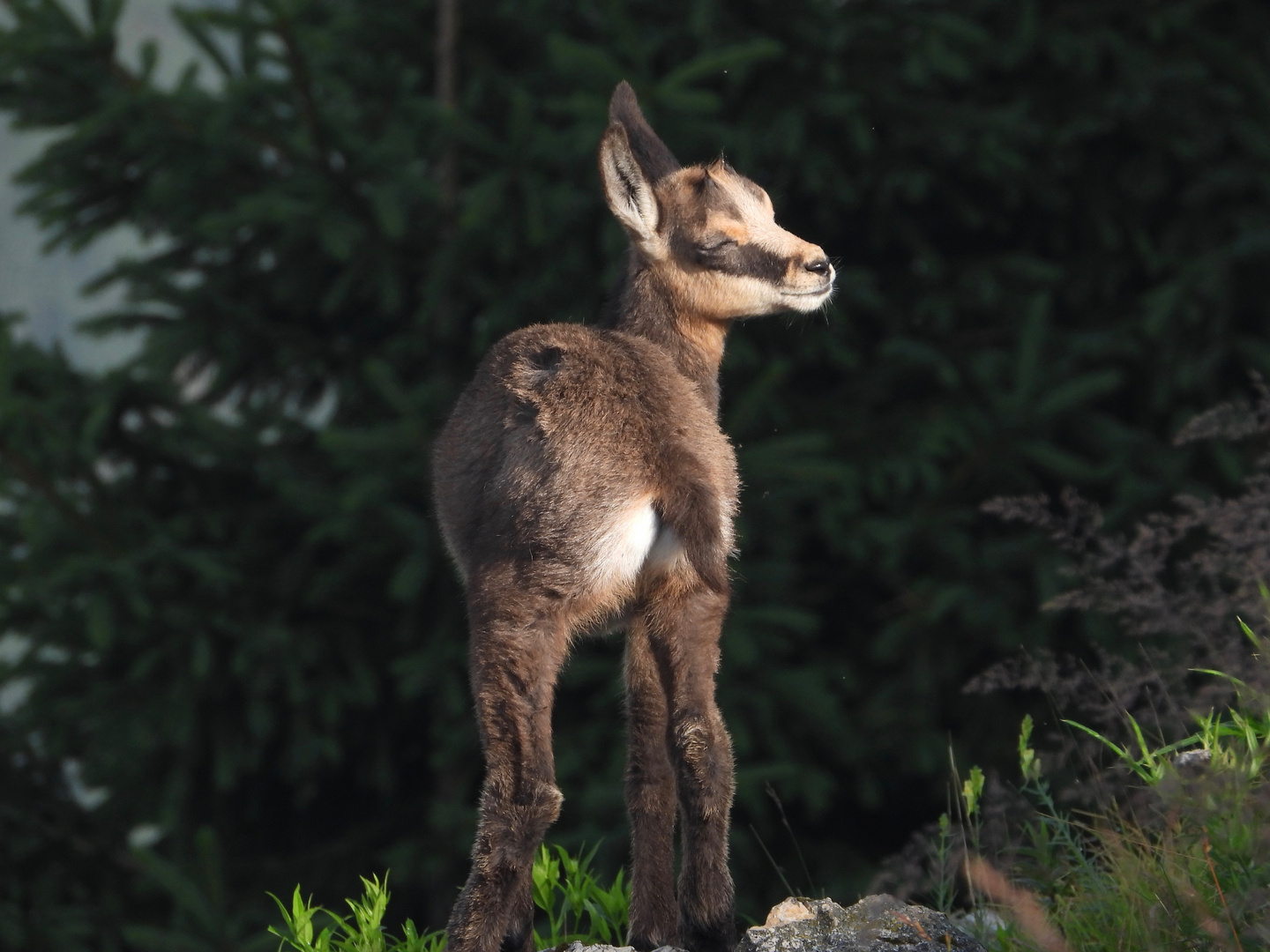 Cucciolo di camoscio