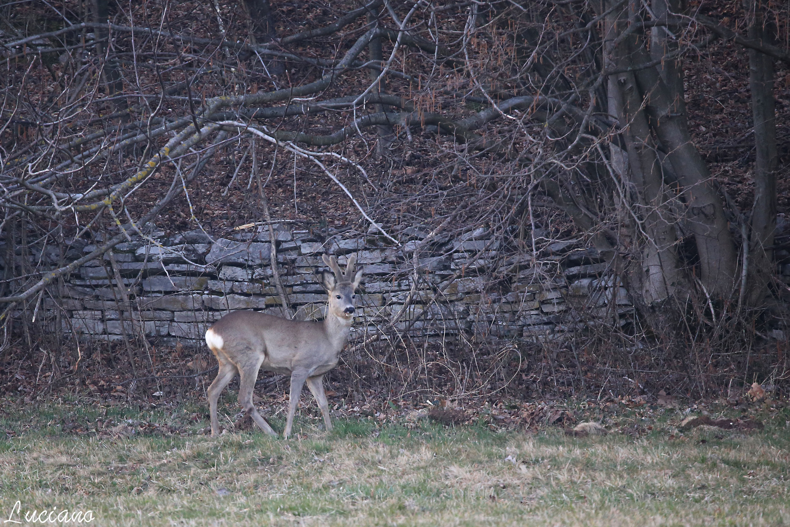 cucciolo di capriolo