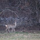 cucciolo di capriolo