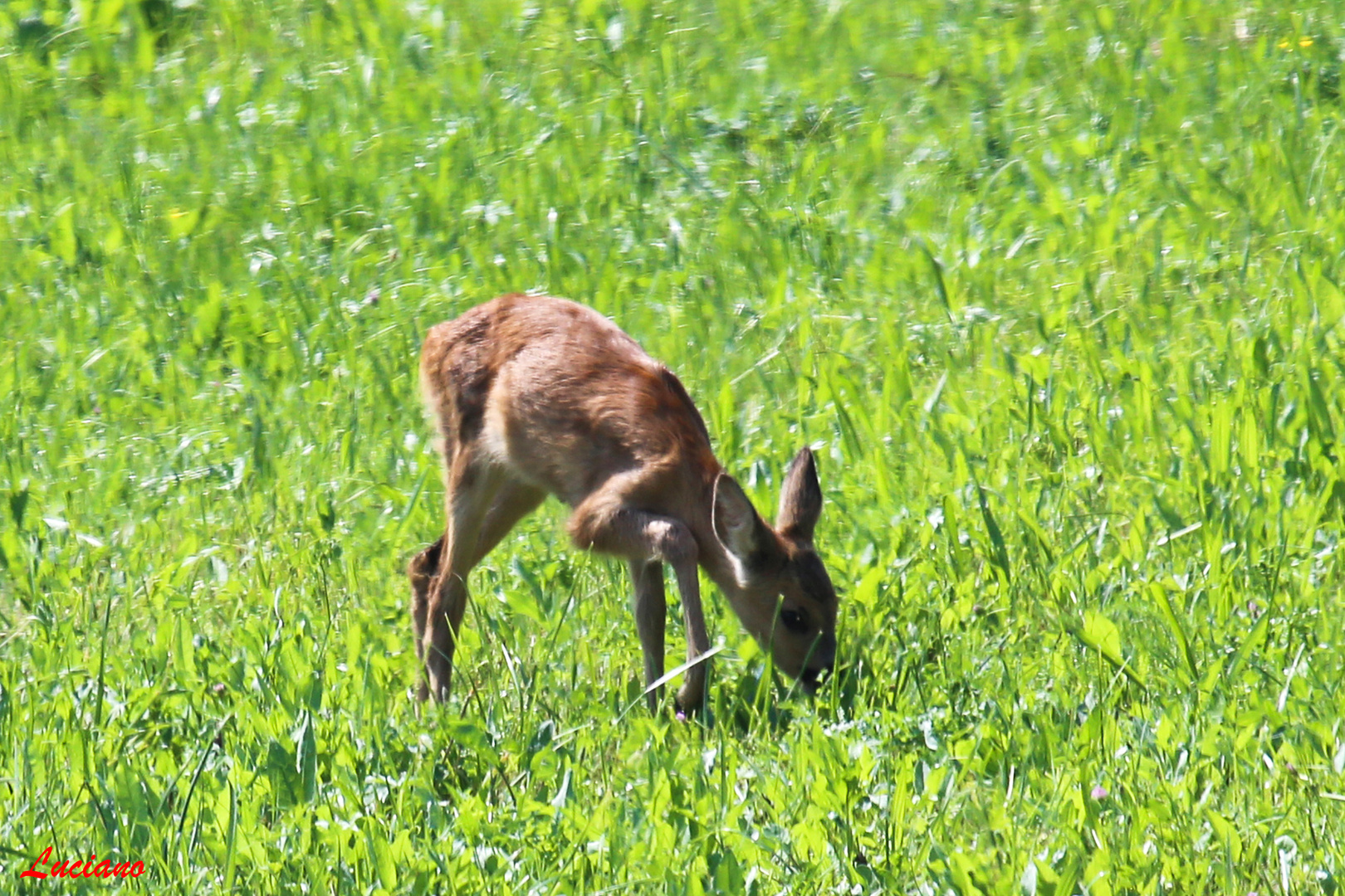 cucciolo di capriolo