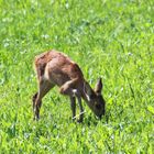 cucciolo di capriolo