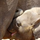 Cucciolo di elefante