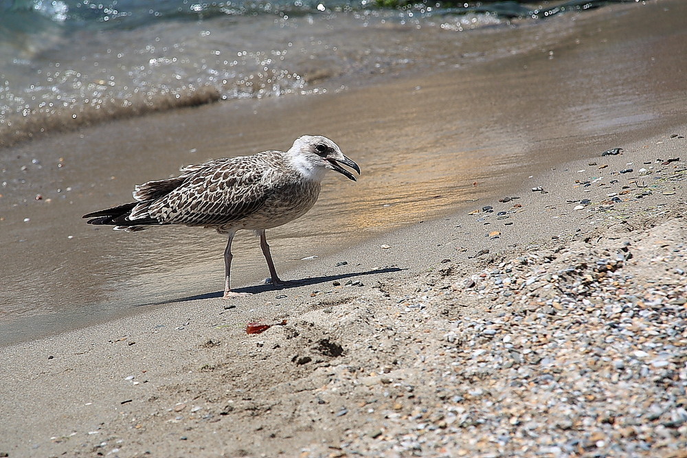 Cucciolo di gabbiano