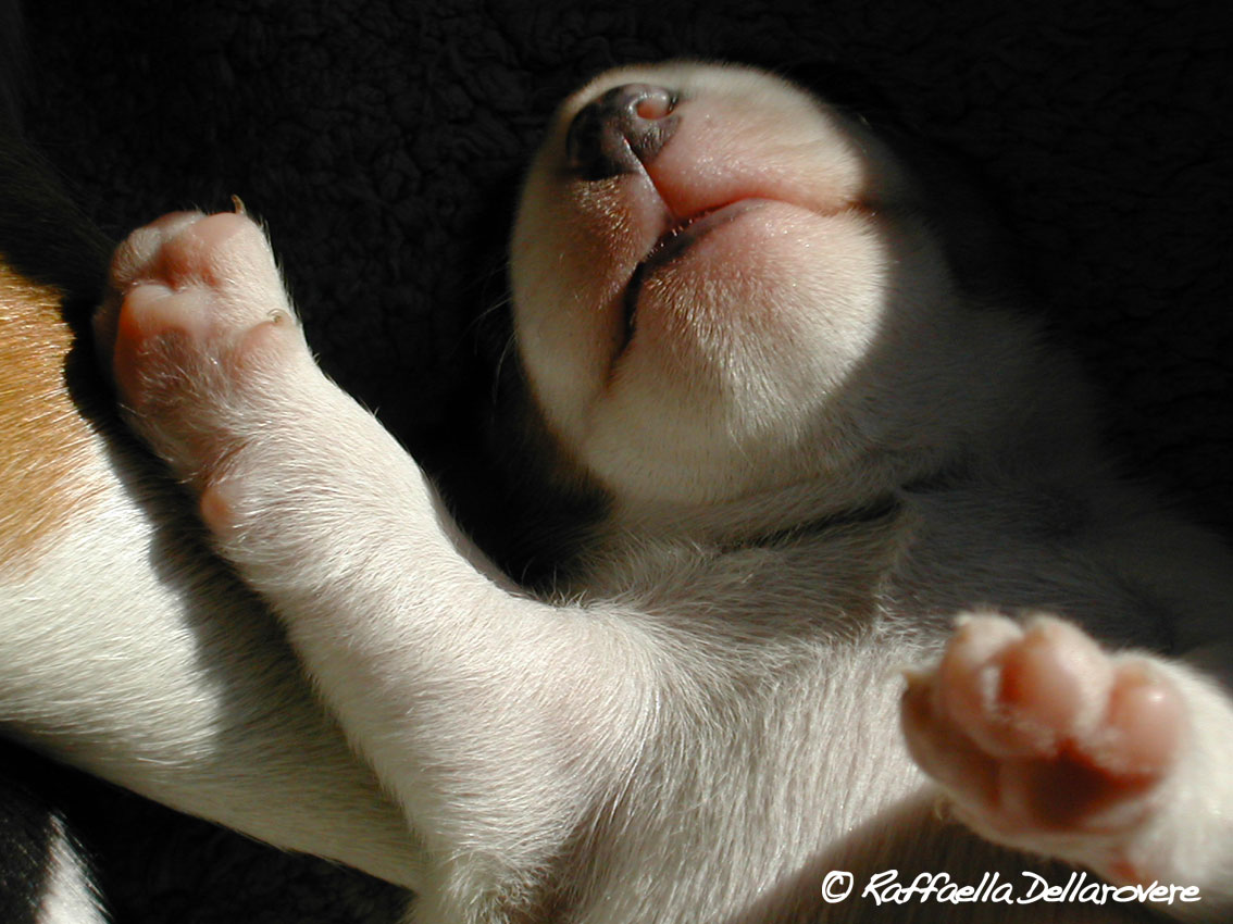 Cucciolo di Jack Russell Terrier