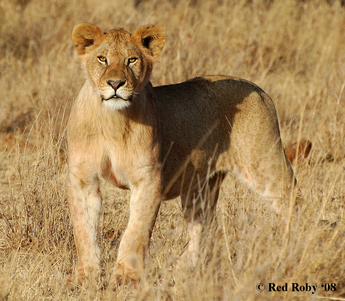 Cucciolo di Leone (Tanzania)