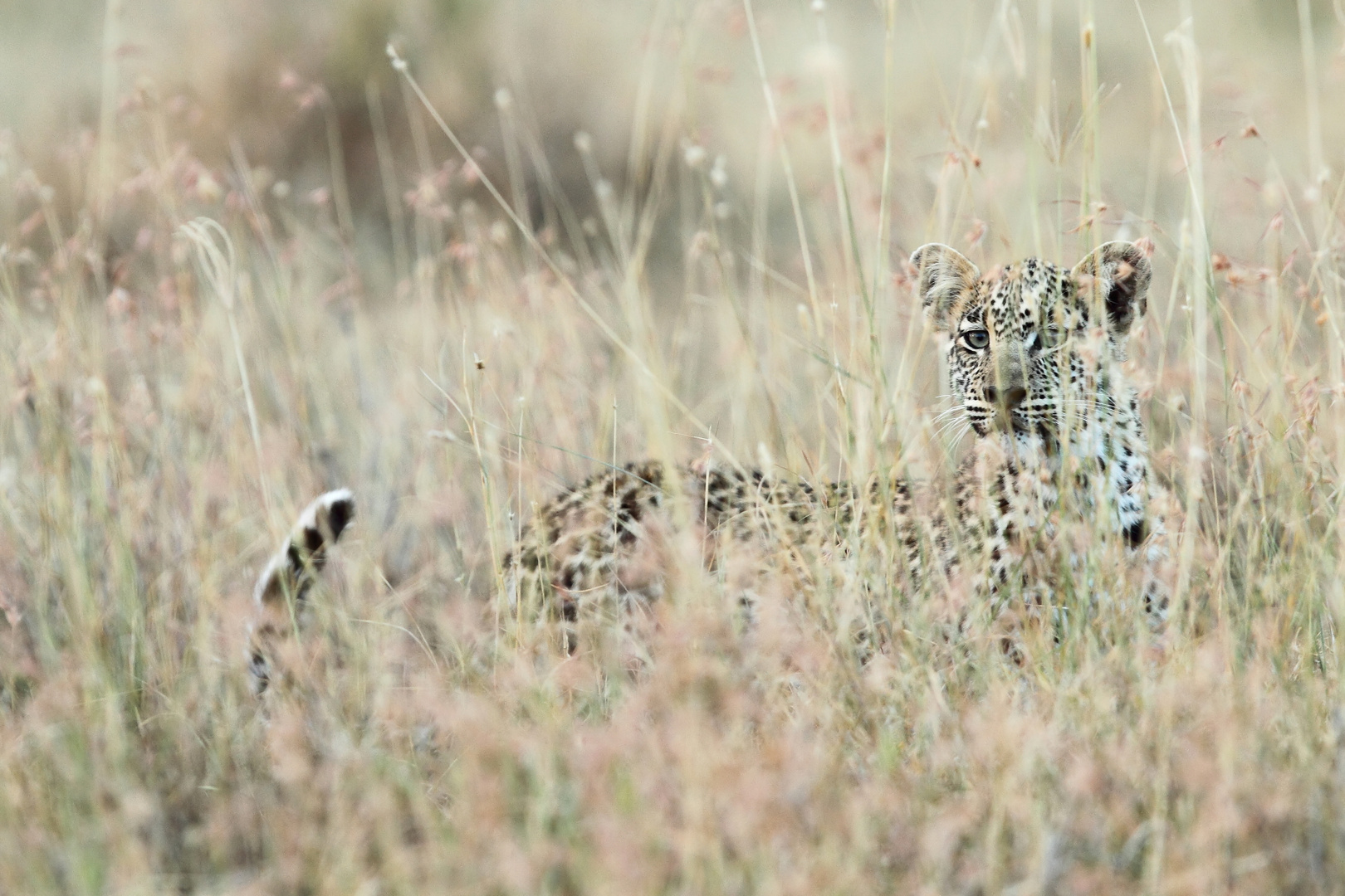 cucciolo di leopardo